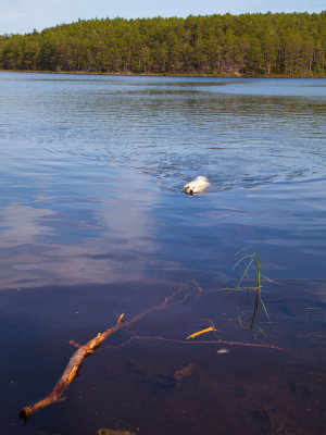 Swimming at Loch an Eilein, this boy loves the water
