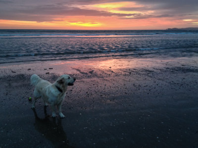 Christmas Walk Donabate Beach