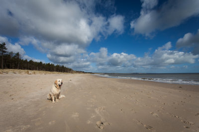 Another favourite beach of Harvs, Curracloe Co Wexford