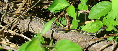 IMG_1543.JPG