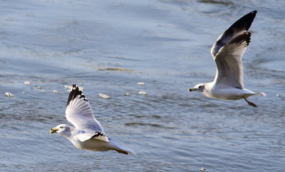 IMG_7458.JPG