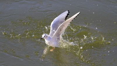 IMG_7498.JPG