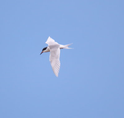 623A6003.JPG