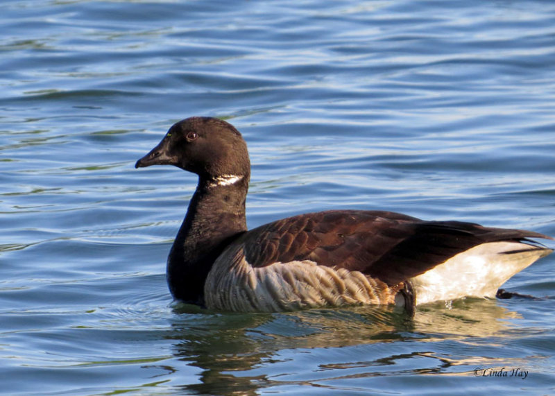 Brant