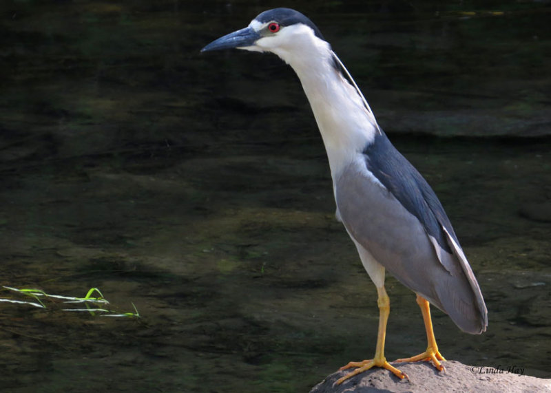 Black-crowned Night Heron 