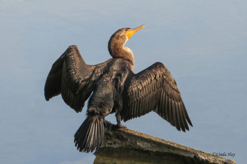Double-crested Cormorant (2 photos)