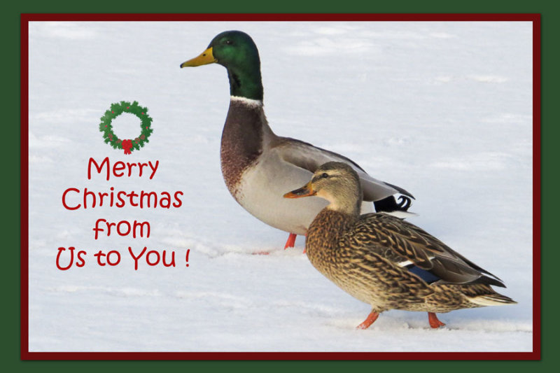Merry Christmas to Fellow Pbasers
