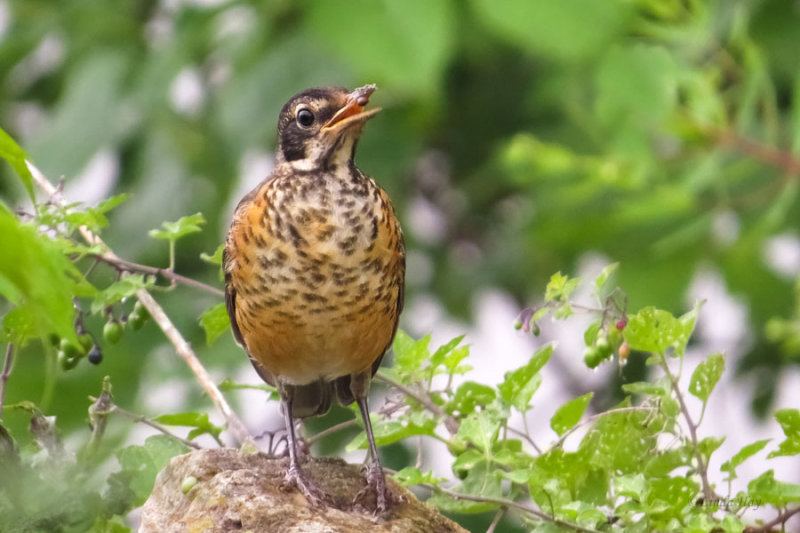 Robin-Juvenile