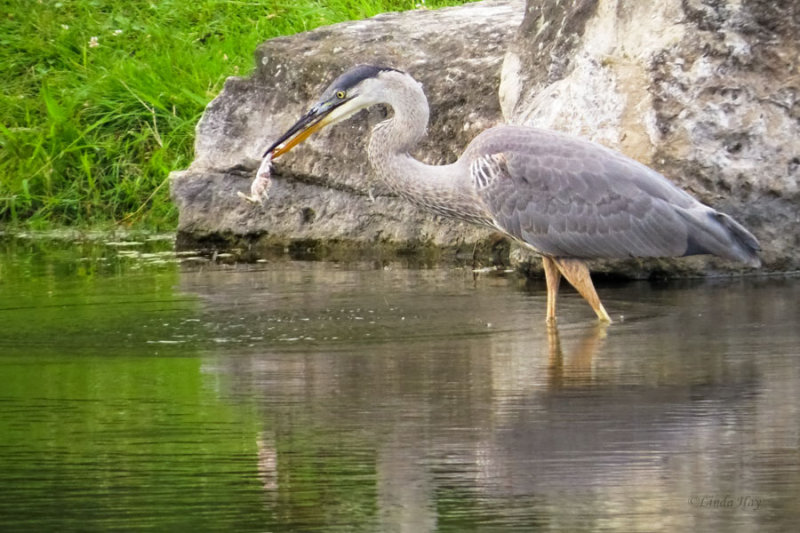 Great Blue Heron   (2 photos)