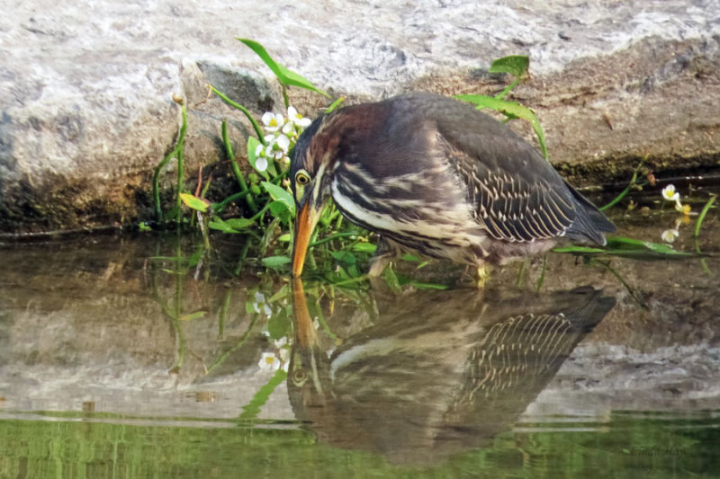 Green Heron - Juvenile   (2 photos)