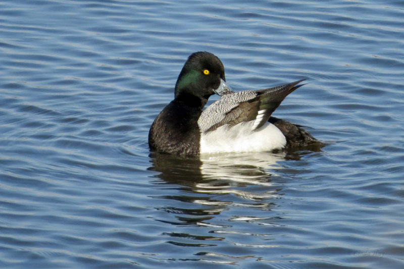 Lesser Scaups   (3 photos)