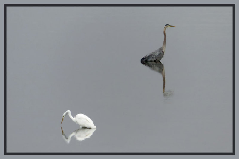 Great Egret & Great Blue Heron