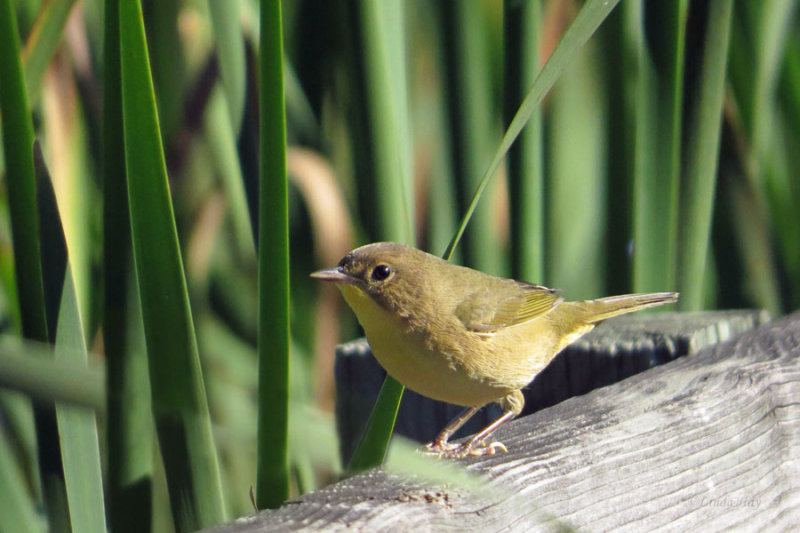 Yellow Warbler