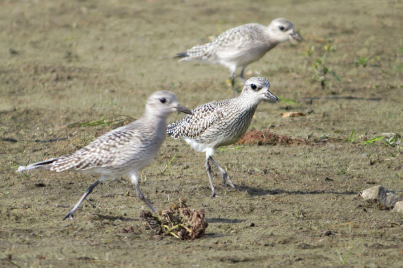 Black-bellied Plover