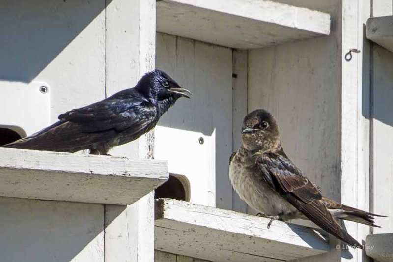 Purple Martins