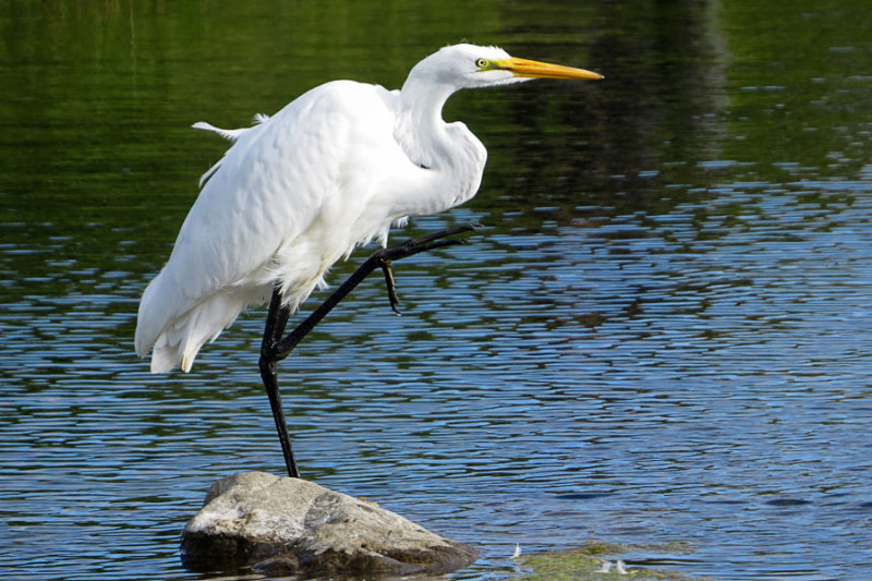 Great Egret