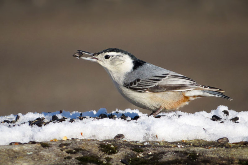 White-breasted Nuthatch