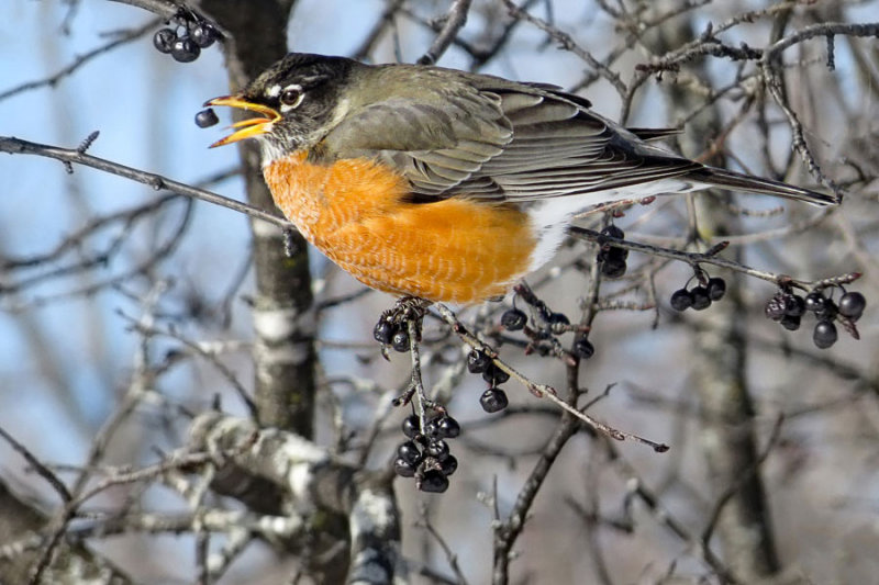American Robin