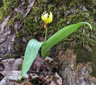 Trout Lily