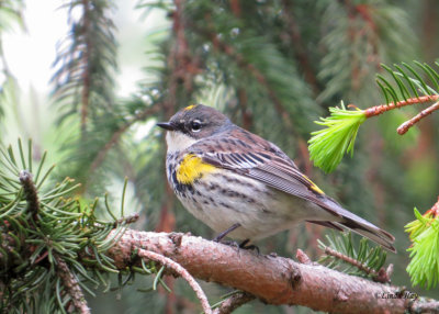 Yellow-rumped Warbler