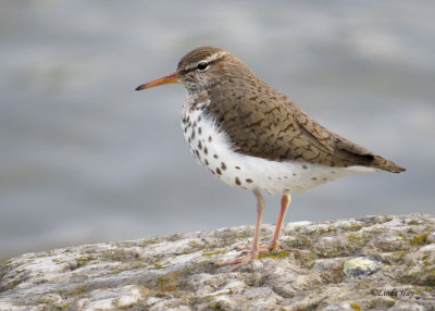 Spotted Sandpiper Series