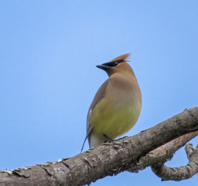 Cedar Waxwing