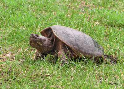 Snapping Turtle Laying Eggs Series (5 photos)