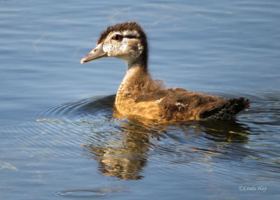 Wood Duckling