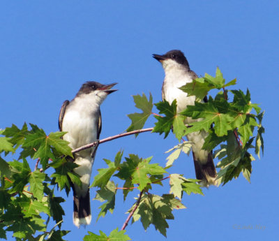 Gossiping Kingbirds