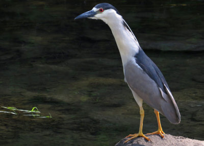 Black-crowned Night Heron 