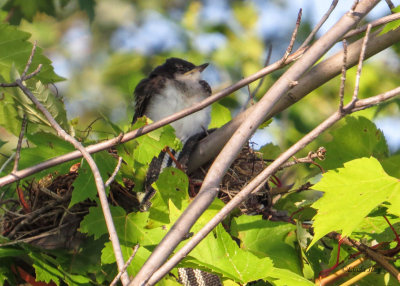 Kingbird Family Update (2 photos)