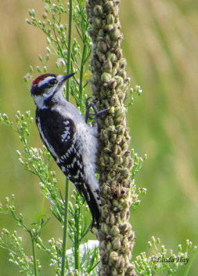 Downy Woodpecker on Mullein