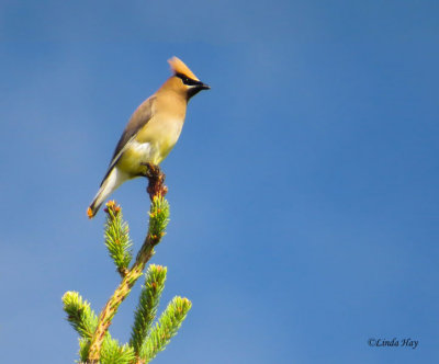 Cedar Waxwing (2 photos)