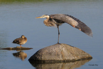 Great Blue Heron Stretches (2)