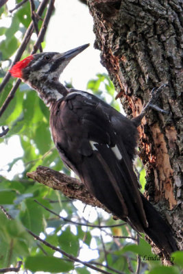 Juvenile Pileated Woodpecker  (2 Photos)