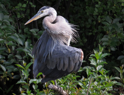 One More Great Blue Heron
