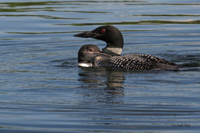 Common Loons  (3 photos)