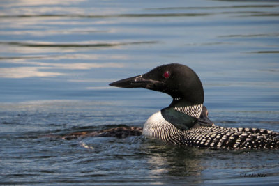 More Loons (2 photos)