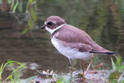 Shore Birds  (3 photos)