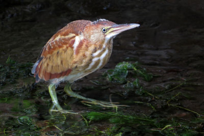 Least Bittern-Juvenile (3 photos)