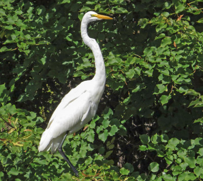Great Egret  (4 photos)