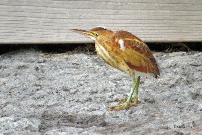 Least Bittern  (2 photos)