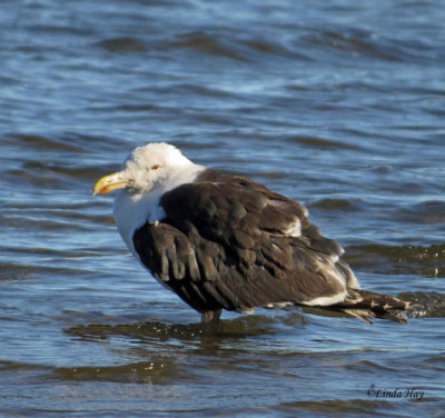 Great Black-backed Gulls  (2 photos)