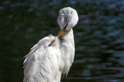 Great Egret   (3 photos)