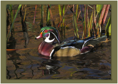 Wood Duck - just one more