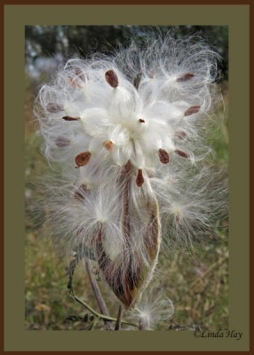 Milkweed