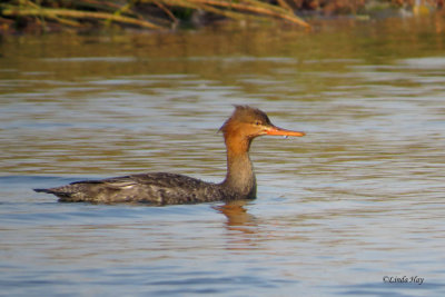 Red-breasted Merganser   (3 photos)