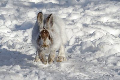 Snowshoe Hare   (3 photos)