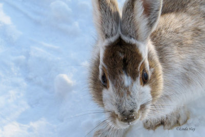 Snowshoe Hare   (2 photos)