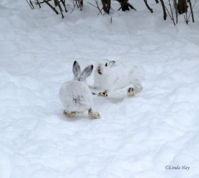 Snowshoe Hares  (3 photos)